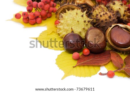 Autumn leaves and fruits isolated on white background