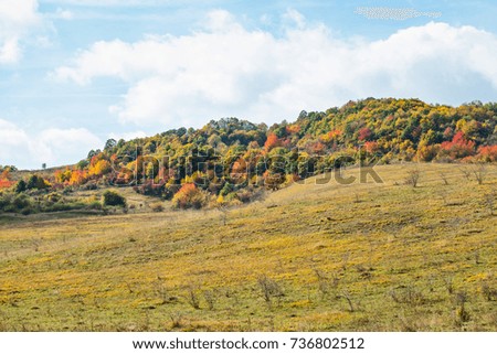 Picture of a colourful forest  autumn, in Romania