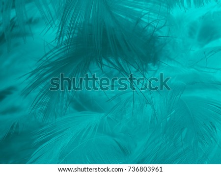 Beautiful green turquoise vintage color trends feather texture background