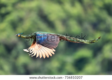 Peacock flying to the forest.
