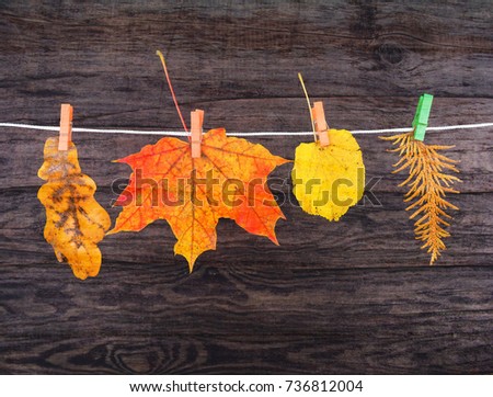 autumn leaves of maple, oak, Linden on the clothespin, as card, card