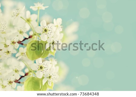 Beautiful spring Bradford pear tree blossoms against a blurred peaceful blue background.