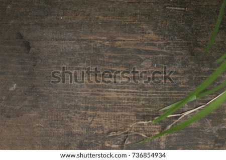 Background with old rough rustic wood and green grass and leaves on it. Organic nature  for yor poster, cover, adecertisement, web design, banner.