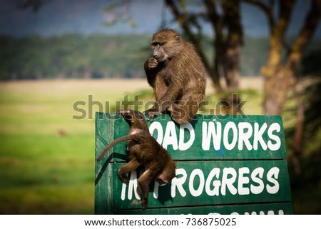 Nakuru's baboon social life while performing regular entertainment activities 
