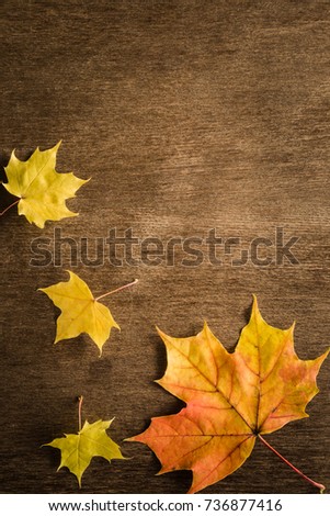 Welcome autumn. Greeting card or web background with colorful maple leaves. Mock up for holiday post cards and seasonal offers as advertising or other ideas. Empty place for a text or object. 