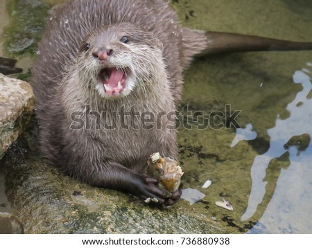 Otter is eating a crab after he caught it in the water. He holds it with it's paws