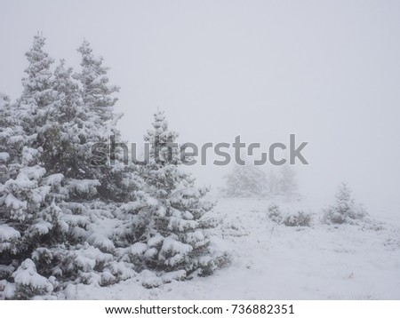 Winter landscape with snowy trees and snowflakes. Christmas concept