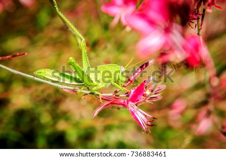 A green grasshopper sits on the pink flower of Gaur Lindhammer and eats it.