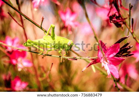 A green grasshopper sits on one of the pink flowers of Gaur Lindhammer.