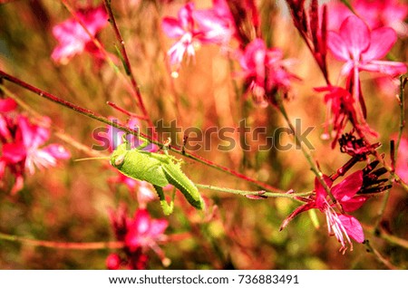 Green grasshopper among pink flowers Gaur Lindhammer.