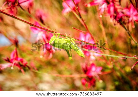 A green grasshopper among pink flowers Gaur Lindhammer holds paws for the stem of one of the flowers.