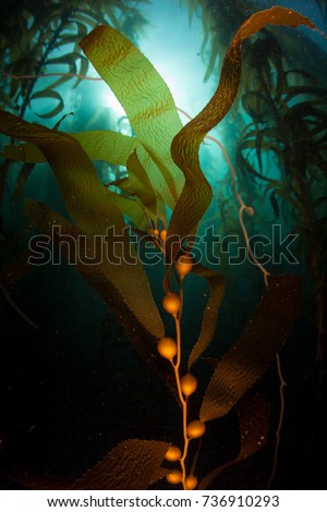 Giant kelp (Macrocystis pyrifera) grows in a dark, submerged forest near the Channel Islands in California. This area is part of a National Park and is teeming with thousands of marine species. Royalty-Free Stock Photo #736910293