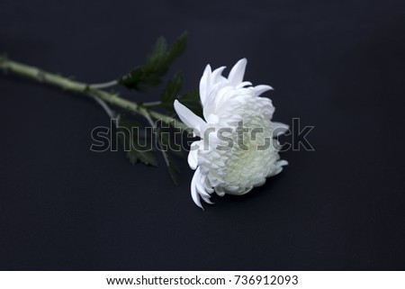 White chrysanthemum on a black background