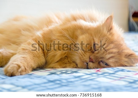 Persian cat sleeping on the bed. soft focus