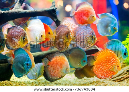 Discus (Symphysodon), multi-colored cichlids in the aquarium