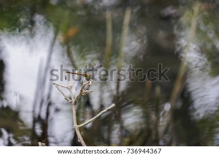 Dragonfly with Yellow and Green Color stay on tree stick above the water.