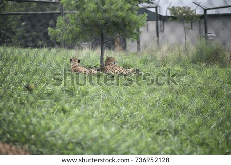 Two Cheetahs in Captivity Under a Tree at a Zoo