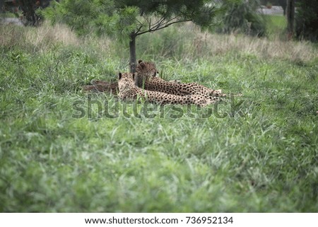 Two Cheetahs in Captivity Under a Tree at a Zoo