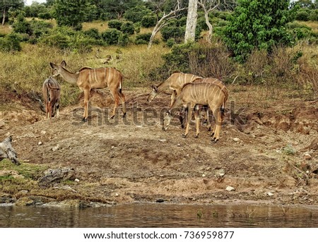 Wildlife antelope, safari in Botswana, Africa