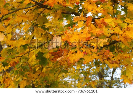 Yellow maple leaves background