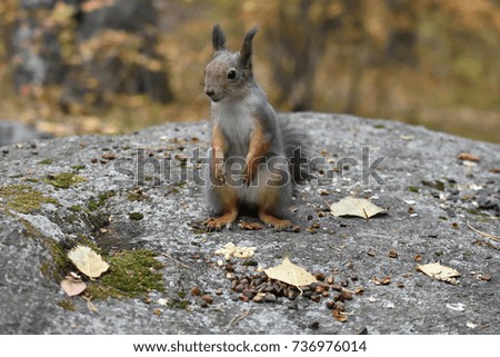 Squirrel on the stone