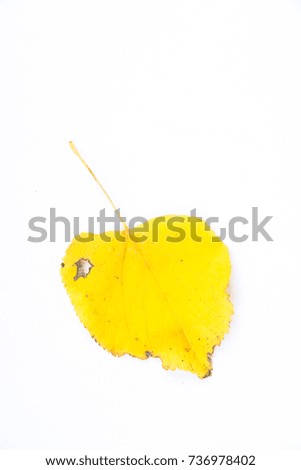 Single autumn withering yellow linden leave isolated on white background