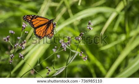 butterfly in grass close up