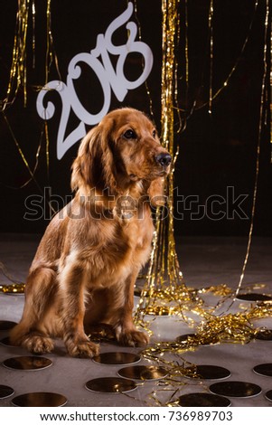 dog-mascot of 2018 in the Chinese calendar. cocker spaniel