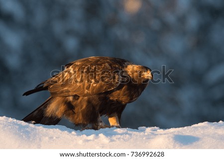 GOLDEN EAGLE IN SNOW FOREST 