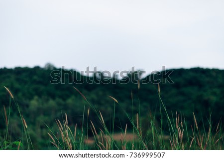 Foliage Green greenery with leaves and flowers. Background image Lo-key tones.