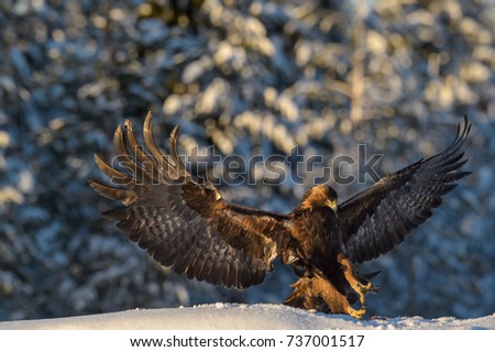 GOLDEN EAGLE IN SNOW FOREST