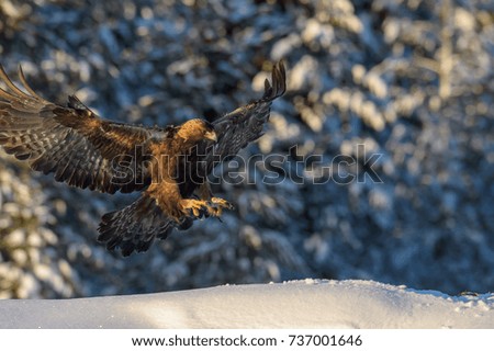 GOLDEN EAGLE IN SNOW FOREST