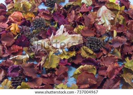Dried flower background image