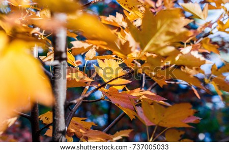 Beautiful autumn leaves, autumn forest in the mountains