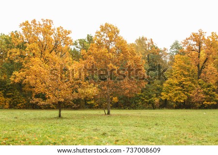 Yellow autumn park view of trees.