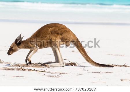kangaroo hopping on the beach, Cape Le Grand National Park - Western Australia
