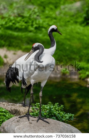 2 birds standing on a stone with a green background.
