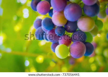 Multicolor wine grape. Copy space. Soft focus background 