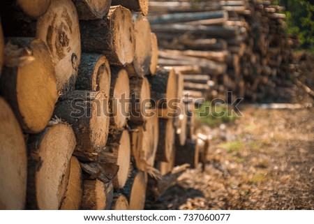Stack of wood. Timber concept