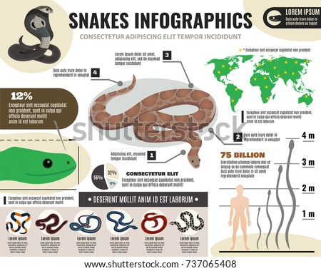 Snakes reptiles infographics with information about royal python and various serpents on light background vector illustration