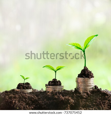Grow in sunlight can be symbol of saving money. The sunlight in the top shading to the plants. light yellow green background. Three plant growing from money,coin,gold. 