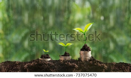 Grow in rain and sunlight can be symbol of saving money. The sunlight in the top right corner shading to the plants. light yellow green background. Three plant growing from money,coin,gold. 