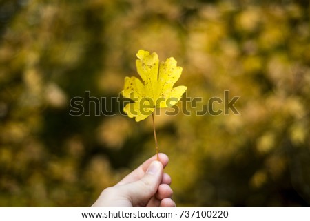 Hand holding a colorful maple tree leaf, Oxford, UK