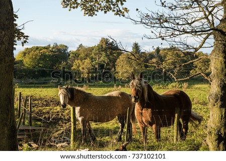 Two elegant horses standing near a fence between trees looking at the camera on a field in Edinburgh, Scotland, UK, with trees on the background under a blue sky during sunset.