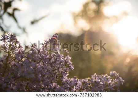 A colorful butterfly rests on purple flowers on Princes Street Gardens in Edinburgh, Scotland, UK, with the sun glowing on the background creating a warm image