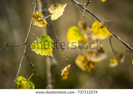 Birch tree leaves during autumn, Oxford, UK