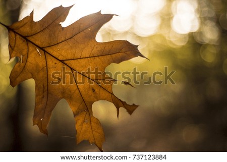 Autumn leaf in sunshine background, Oxford, UK