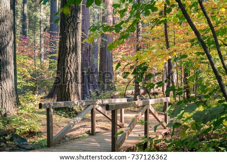 Wooden boardwalk and bridge through an evergreen forest painted in fall colors, Calaveras Big Trees State Park, California