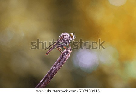close up or macro of a little dragonfly cling on a dry branch. filtered image and light effect added. macro picture of dragonfly. wild life concept.