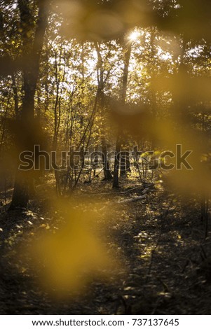 Woodland landscape with falling leaves background, Oxford, UK